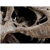 Image 16 : JURASSIC WORLD: FALLEN KINGDOM (2018) - Mounted 5-Foot Tyrannosaurus Rex Skull