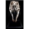 Image 17 : JURASSIC WORLD: FALLEN KINGDOM (2018) - Mounted 5-Foot Tyrannosaurus Rex Skull