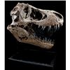 Image 1 : JURASSIC WORLD: FALLEN KINGDOM (2018) - Mounted 5-Foot Tyrannosaurus Rex Skull