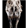 Image 2 : JURASSIC WORLD: FALLEN KINGDOM (2018) - Mounted 5-Foot Tyrannosaurus Rex Skull