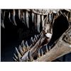 Image 4 : JURASSIC WORLD: FALLEN KINGDOM (2018) - Mounted 5-Foot Tyrannosaurus Rex Skull