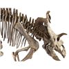 Image 10 : JURASSIC WORLD: FALLEN KINGDOM (2018) - Diorama Room 15-foot Kosmoceratops Skeleton