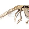 Image 11 : JURASSIC WORLD: FALLEN KINGDOM (2018) - Diorama Room 15-foot Kosmoceratops Skeleton