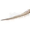 Image 2 : JURASSIC WORLD: FALLEN KINGDOM (2018) - Diorama Room 15-foot Kosmoceratops Skeleton