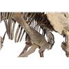 Image 8 : JURASSIC WORLD: FALLEN KINGDOM (2018) - Diorama Room 15-foot Kosmoceratops Skeleton