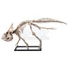 Image 1 : JURASSIC WORLD: FALLEN KINGDOM (2018) - Diorama Room Six-foot Protoceratops Skeleton