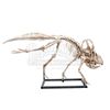 Image 2 : JURASSIC WORLD: FALLEN KINGDOM (2018) - Diorama Room Six-foot Protoceratops Skeleton