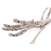 Image 8 : JURASSIC WORLD: FALLEN KINGDOM (2018) - Diorama Room Six-foot Protoceratops Skeleton