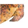 Image 14 : PREDATOR 2 - Predator Creature Feet