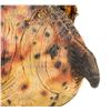 Image 16 : PREDATOR 2 - Predator Creature Feet