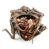 Image 3 : STARSHIP TROOPERS (1997) - Full-size Dissected Arkellian Sand Beetle