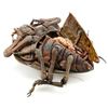 Image 4 : STARSHIP TROOPERS (1997) - Full-size Dissected Arkellian Sand Beetle