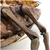 Image 6 : STARSHIP TROOPERS (1997) - Full-size Dissected Arkellian Sand Beetle