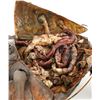 Image 7 : STARSHIP TROOPERS (1997) - Full-size Dissected Arkellian Sand Beetle