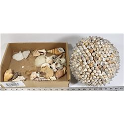 DOME SHELLS & LOOSE SEA SHELLS.