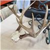 Image 2 : DEER ANTLERS