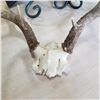 Image 3 : DEER ANTLERS