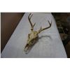 Image 1 : DEER SKULL AND HORNS