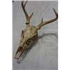 Image 2 : DEER SKULL AND HORNS