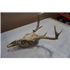 Image 3 : DEER SKULL AND HORNS