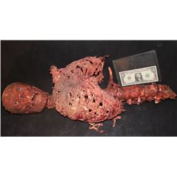DEVOURED CORPSE STRIPPED OF FLESH