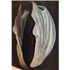 Image 2 : GARGOYLE ALIEN CREATURE DEMON WINGS WEARABLE AND DURABLE