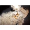 Image 4 : LITTLE FOCKERS MR JINX DATE MOVIE SCREEN MATCHED HERO ANIMATRONIC PUPPET