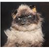 Image 5 : LITTLE FOCKERS MR JINX DATE MOVIE SCREEN MATCHED HERO ANIMATRONIC PUPPET