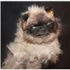 Image 6 : LITTLE FOCKERS MR JINX DATE MOVIE SCREEN MATCHED HERO ANIMATRONIC PUPPET