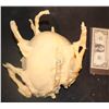 Image 1 : TREE ROOT HEAD WEARABLE SKULL CAP UNUSED 2