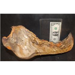 TREMORS AFTERSHOCK SHRIEKER SKULL JAW 1