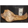 Image 1 : TREMORS AFTERSHOCK SHRIEKER SKULL JAW 1