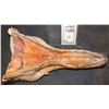 Image 2 : TREMORS AFTERSHOCK SHRIEKER SKULL JAW 1