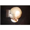 Image 2 : OGRE AUK CREATURE DEMON HEAD APPLIANCE