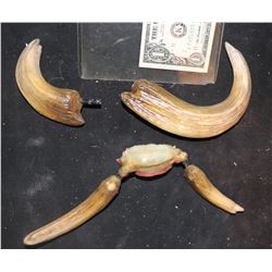 BOAR MAN LOT OF 4 DIFFERENT TUSKS