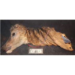 DEER HEAD ANIMATRONIC PUPPET WITH EARS AND ANTLERS