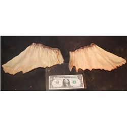 WINGS FROM UNKNOWN MAQUETTE
