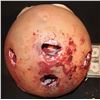 Image 1 : ALIEN VS PREDATOR REQUIEM PREGNANT BELLY PREDALIEN CHEST BURSTERS EXPLODE FROM