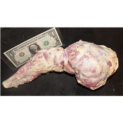 ALIEN RESURRECTION LAB FETUS SILICONE?