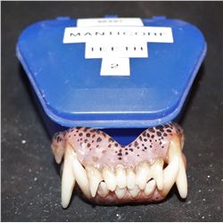 X-MEN BEAST SCREEN USED HERO TEETH