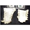 Image 1 : WEREWOLF ALIEN CREATURE UPPER & LOWER TEETH CASTINGS