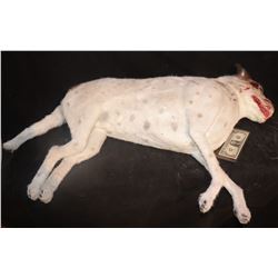 DON'T LET GO DEAD PIT BULL WITH BULLET WOUND IN HEAD SCREEN MATCHED