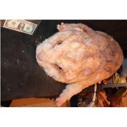 GERBIL ANIMATRONIC ROD PUPPET OVERSIZED