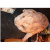 Image 1 : GERBIL ANIMATRONIC ROD PUPPET OVERSIZED