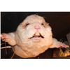 Image 2 : GERBIL ANIMATRONIC ROD PUPPET OVERSIZED