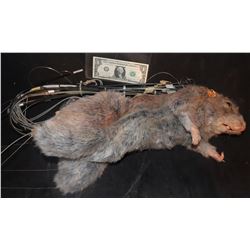 RAT ANIMATRONIC PUPPET