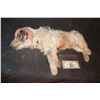 Image 1 : DOG WEIGHTED PROP DESIGNED TO FALL REALISTICALLY