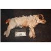 Image 2 : DOG WEIGHTED PROP DESIGNED TO FALL REALISTICALLY