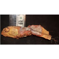 SEA TURTLE DEAD ROTTEN HEAD
