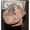 Image 3 : TREMORS GRABOID TONGUE THAT EXTENDS FROM MOUTH 1